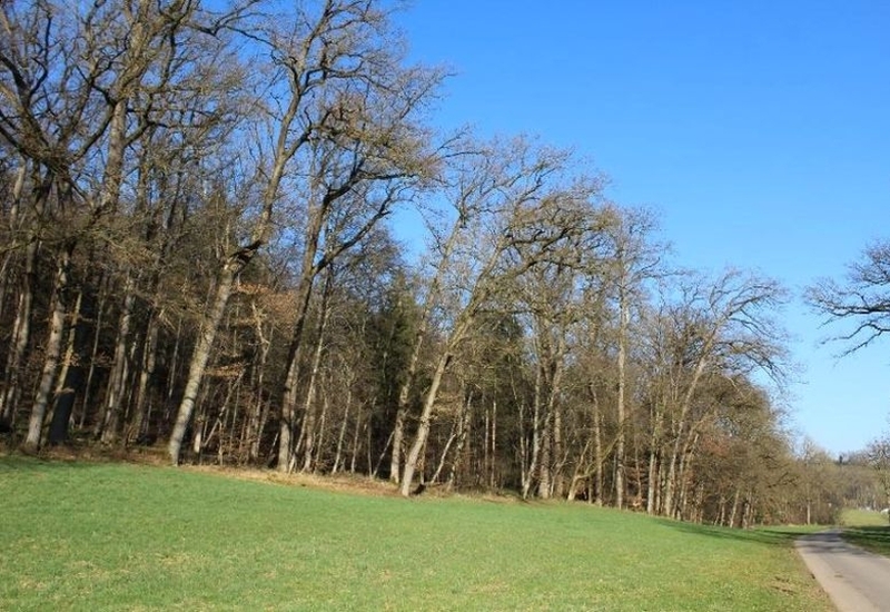 Waldfläche in Ostfildern - Bild 1