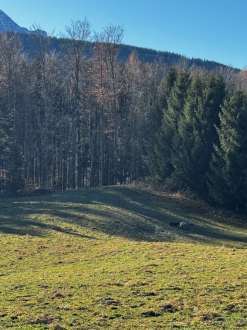 Waldfläche in Anger - Bild 4