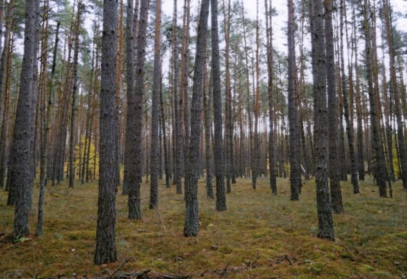 Waldfläche in Siggelkow - Bild 1