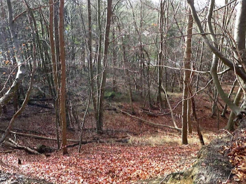 Waldfläche in Escheburg - Bild 1