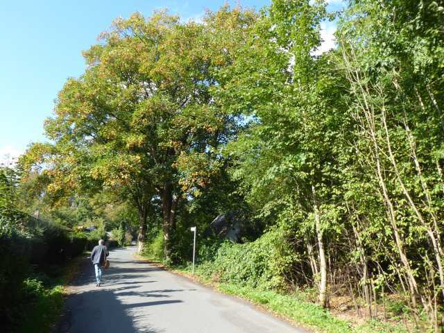 land- und forstwirtschaftlich genutztes Grundstück in Ilmenau - Bild 1