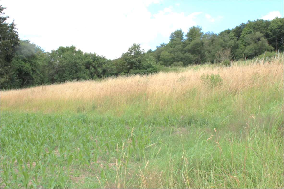 unbebautes Grundstück, land- und forstwirtschaftlich genutztes Grundstück in Niederelbert - Bild 4