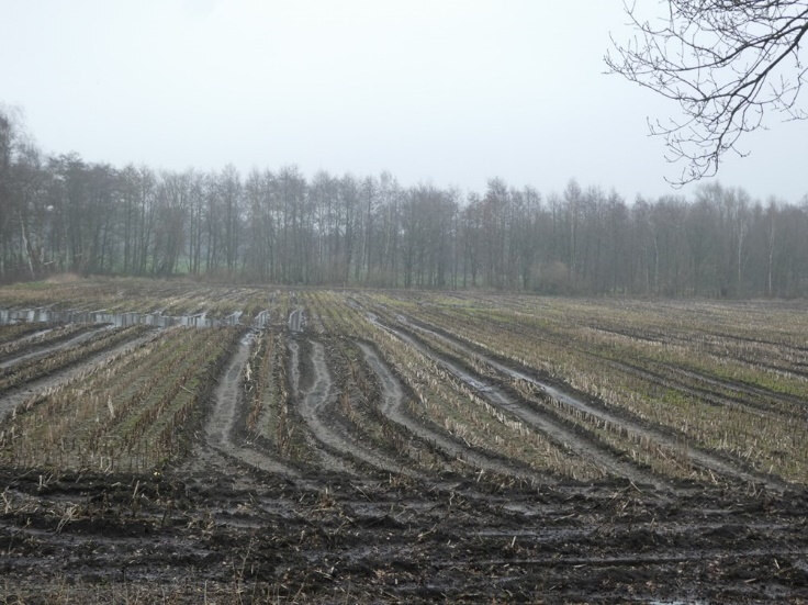 land- und forstwirtschaftlich genutztes Grundstück in Friesoythe - Bild 1