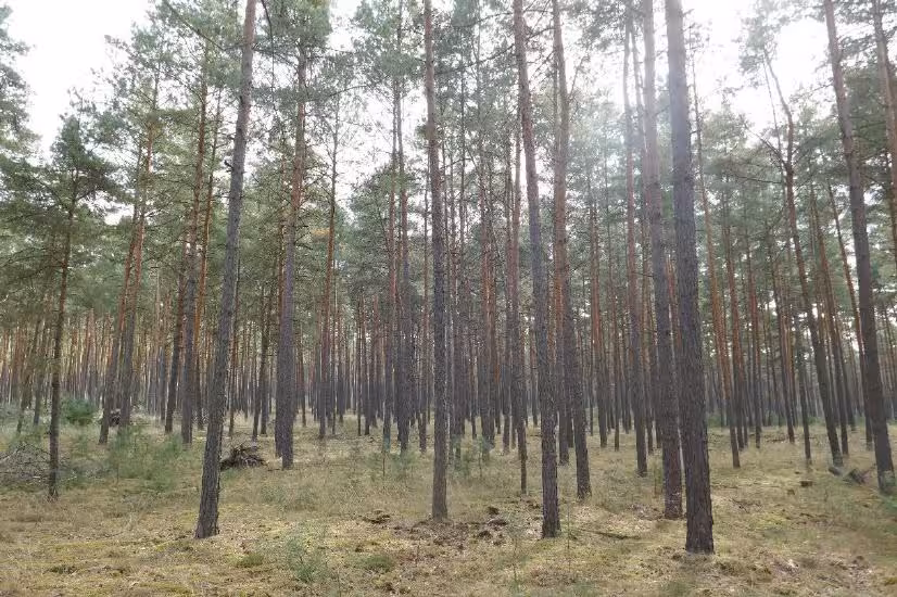 Wald in Berg - Bild 9