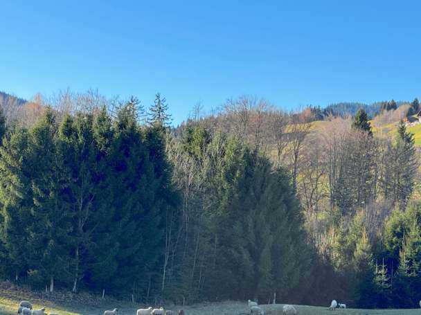 Waldfläche, Grünland in Anger - Bild 1