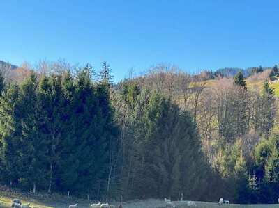 Waldfläche, Grünland in Nähe Hochöd, 83454 Anger - Bild 1