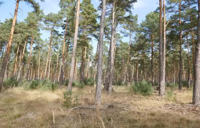Wald in Berg - Bild 7