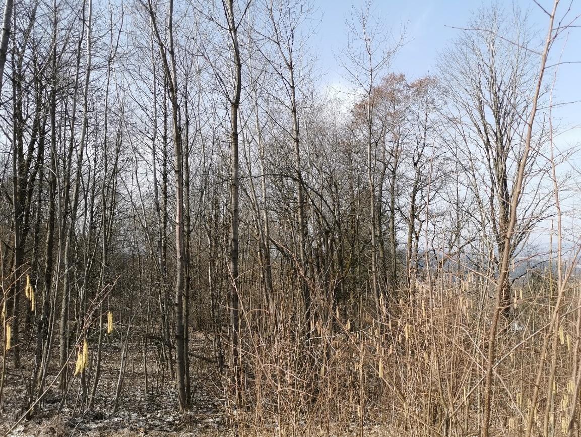 Waldfläche in null - Bild 2