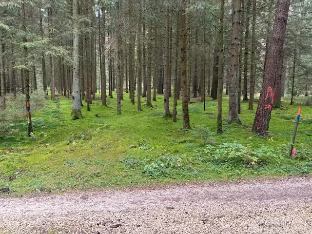 Waldfläche in null - Bild 2