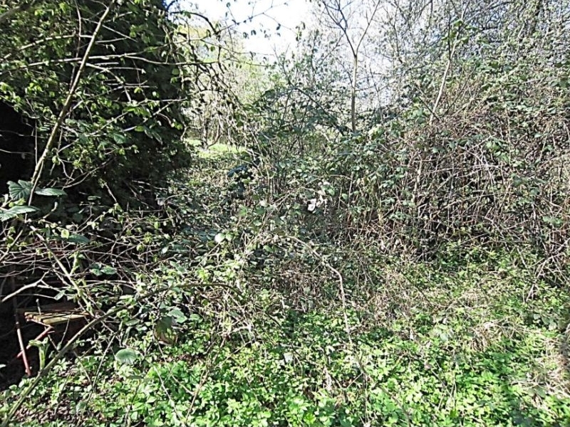 Ungepflegte Baumwiesen in Kohlberg - Bild 2