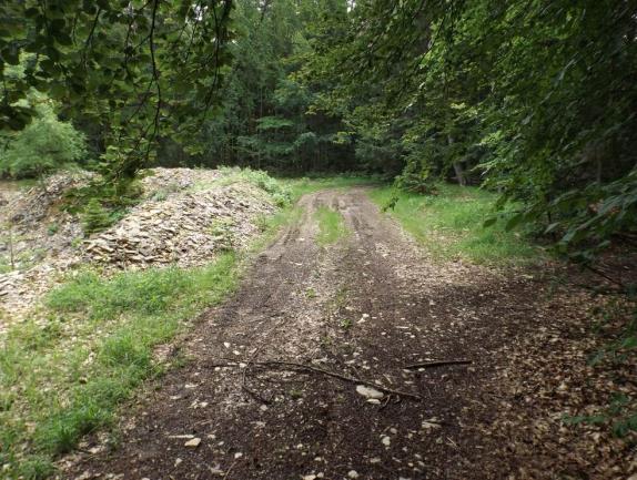 Forstwirtschaftsfläche, ehem. Steinbruch in Pfalzpaint - Bild 1