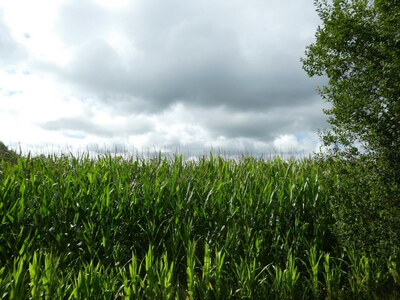 Sonstiges in Röbkenberg, 26169 Friesoythe, Altenoythe - Bild 2