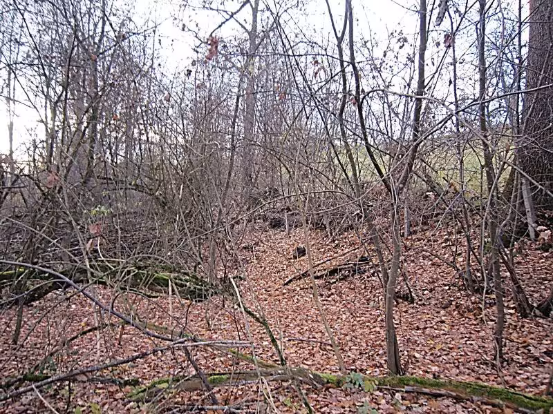 Wald im Außenbereich in Aichtal - Bild 1