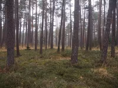 land- und forstwirtschaftlich genutztes Grundstück in Finsterholz, 00000 Allersberg, Ebenried - Bild 1
