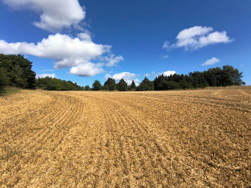 Land-/Forstwirtschaftsflächen und Grundstück mit ruinösem Haus in Sagard - Bild 1