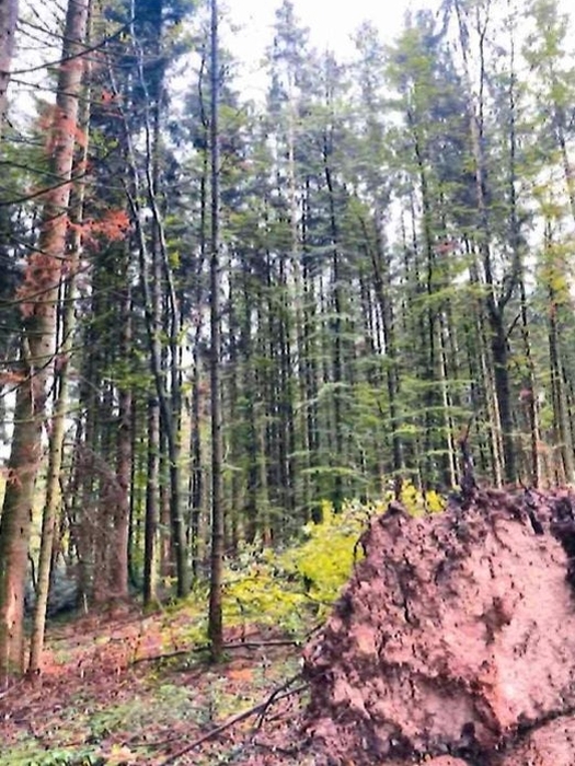 Landwirtschafts- und Waldfläche in Althütte - Bild 1