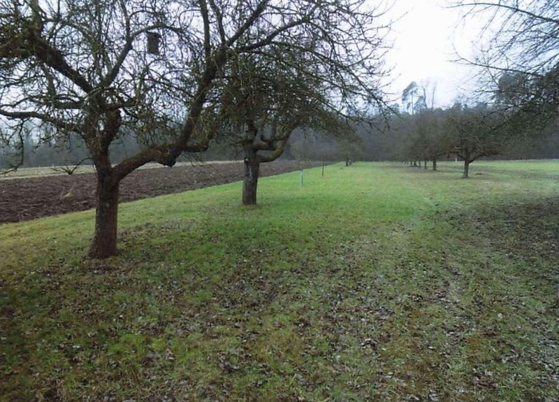 Streuobstwiese in Sachsenheim - Bild 1