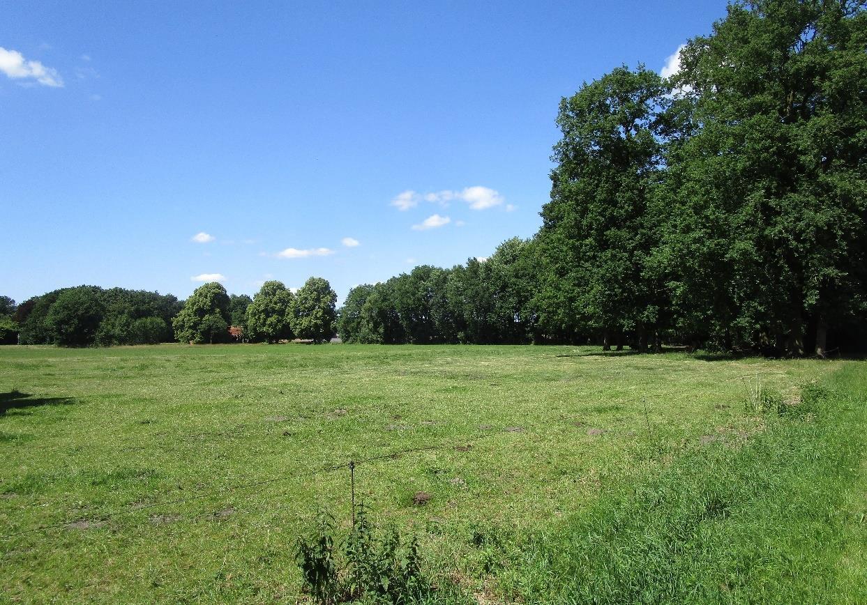 land- und forstwirtschaftlich genutztes Grundstück in Bawinkel - Bild 3