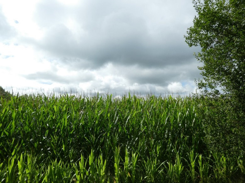 Sonstiges in Friesoythe - Bild 3