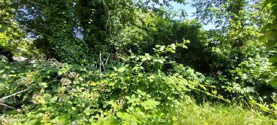 Grünlandfläche in Korschenbroich - Bild 3