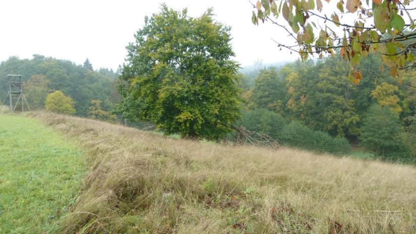Einfamilienhaus, land- und forstwirtschaftlich genutztes Grundstück in Oberthalhausen - Bild 4