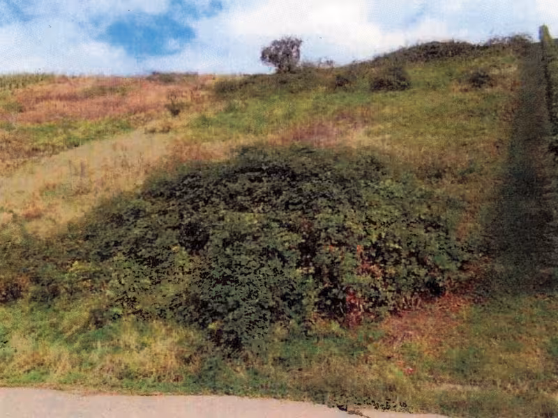 Brache Weinbergfläche in Erlenbach - Bild 1