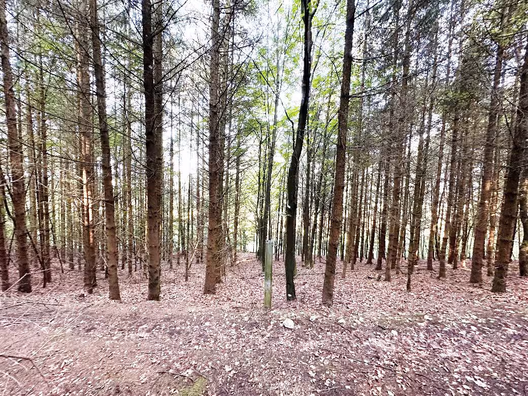 Waldfläche in Walting - Bild 1