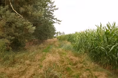 land- und forstwirtschaftlich genutztes Grundstück in Am Nägepol, 39638 Gardelegen, Sichau - Bild 4