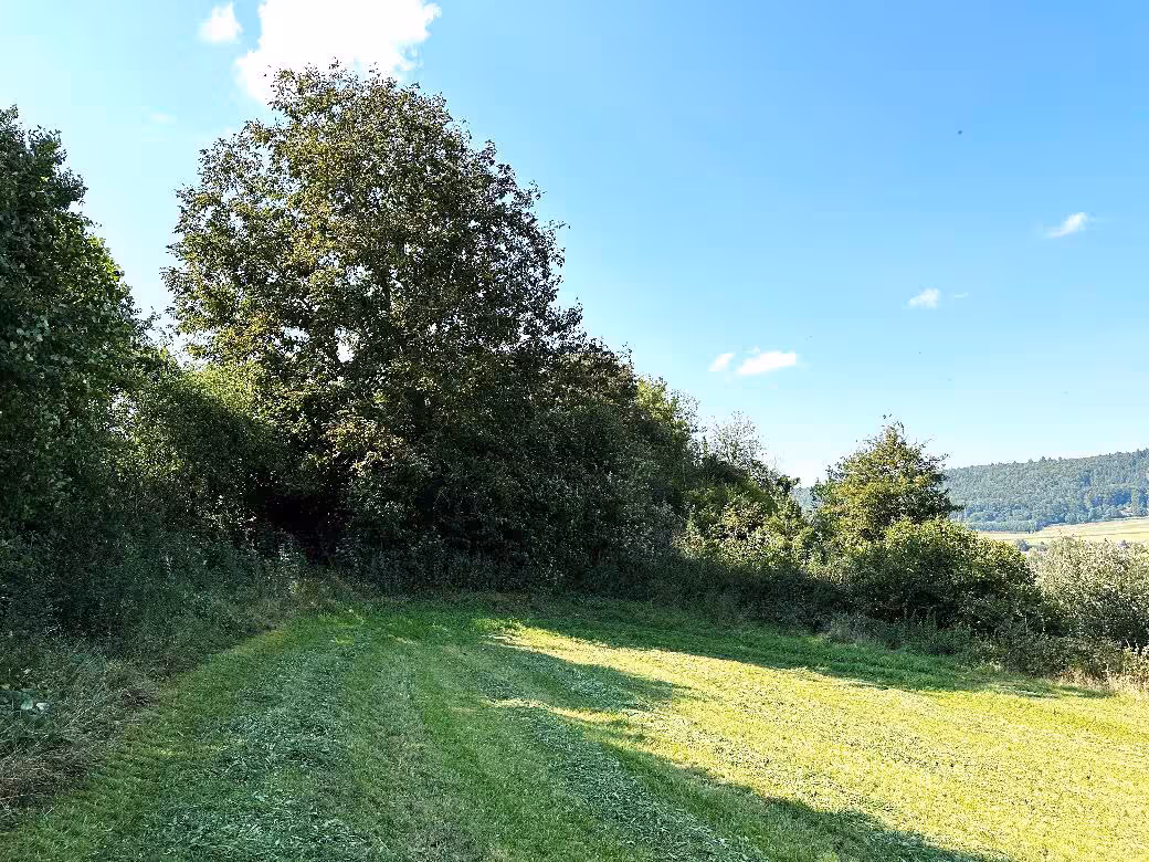 Waldfläche in Rapperszell - Bild 2