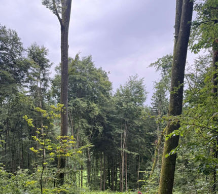 land- und forstwirtschaftlich genutztes Grundstück in Dietfurt an der Altmühl - Bild 3