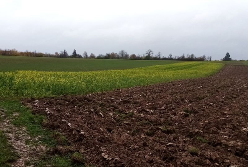 Landwirtschaftsflächen in Bretzfeld - Bild 3