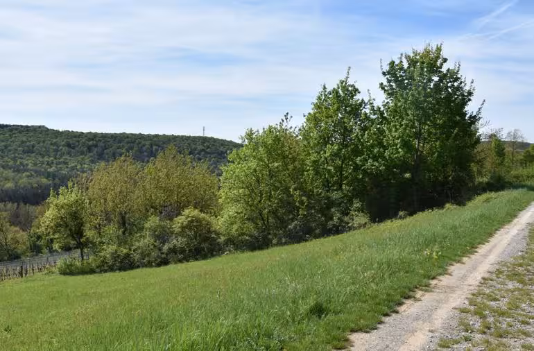 Waldfläche in Aschfeld - Bild 3