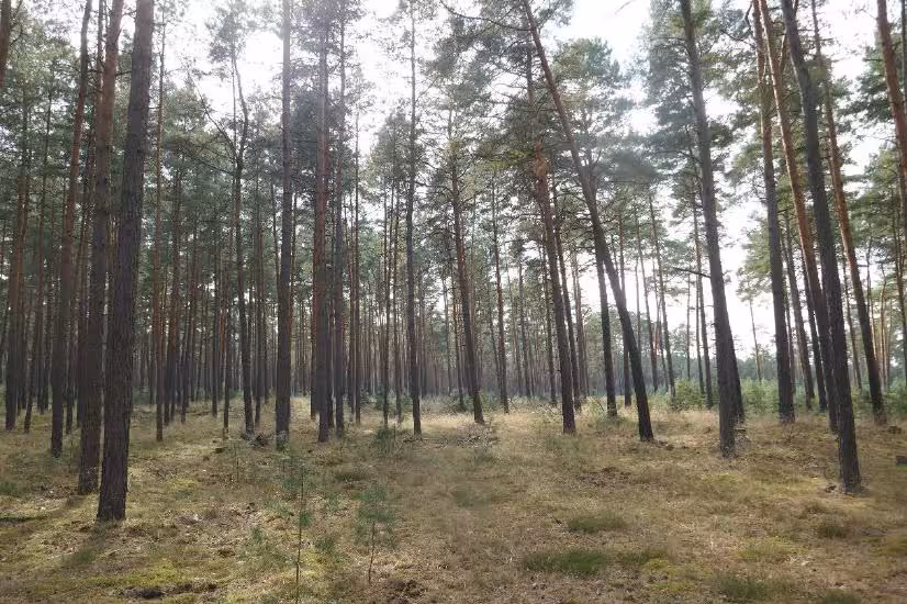 Wald in Berg - Bild 10