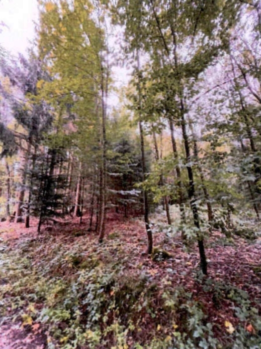 Waldflächen in Althütte - Bild 2