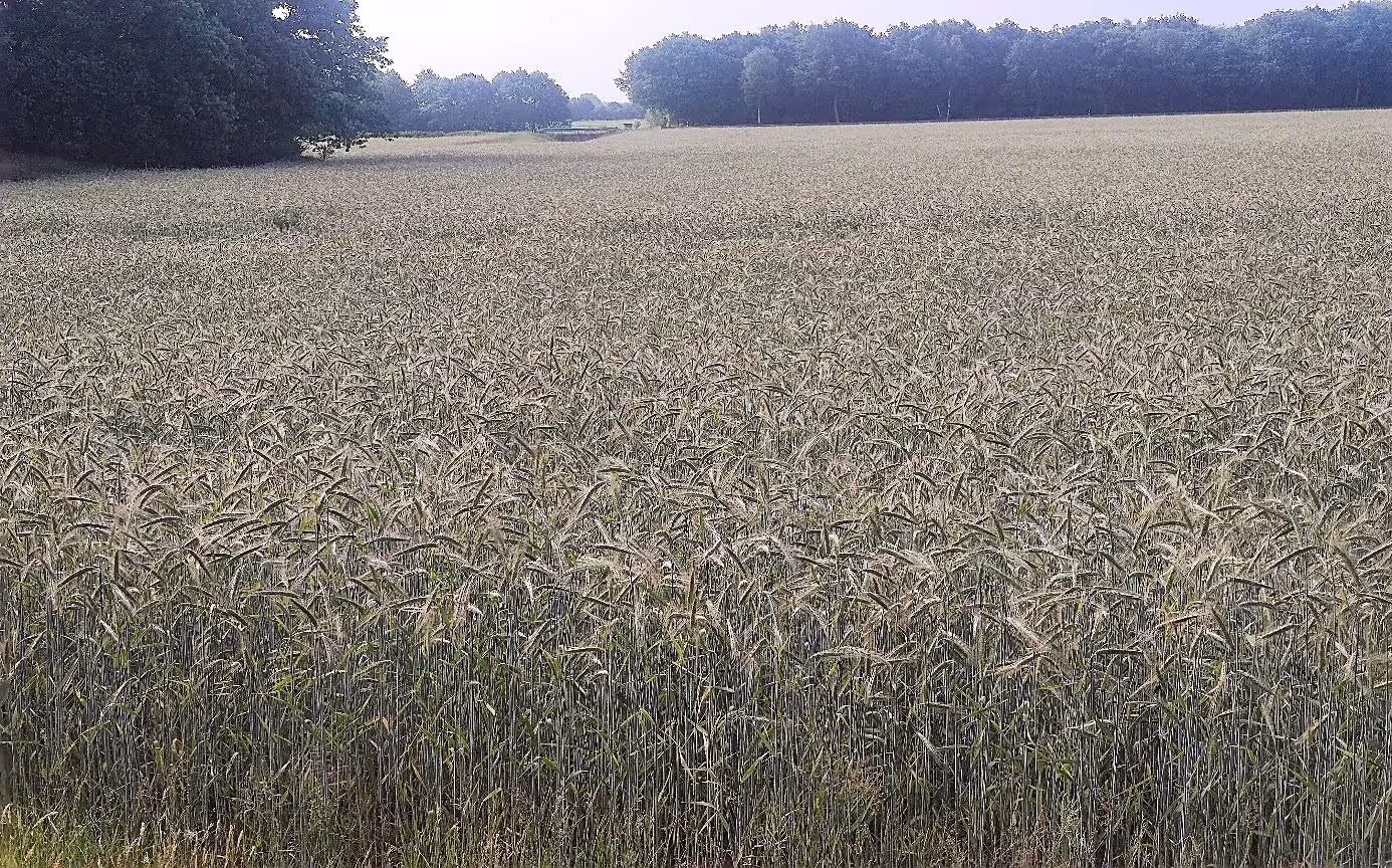 land- und forstwirtschaftlich genutztes Grundstück in Oberlangen - Bild 2