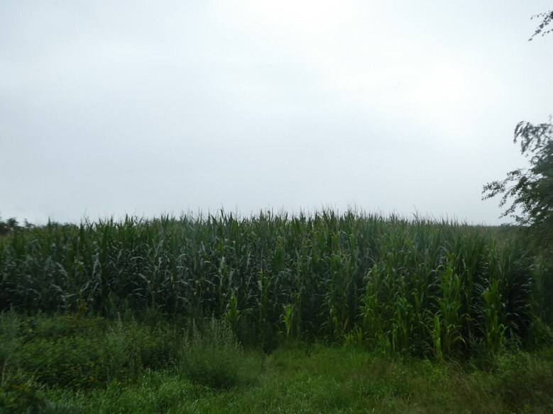 land- und forstwirtschaftlich genutztes Grundstück in Saterland - Bild 4