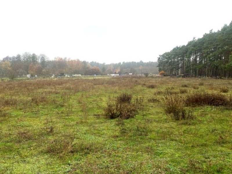 Landwirtschafts-/Waldfläche (genutzt durch Reitereibetrieb) in Beelitz - Bild 2