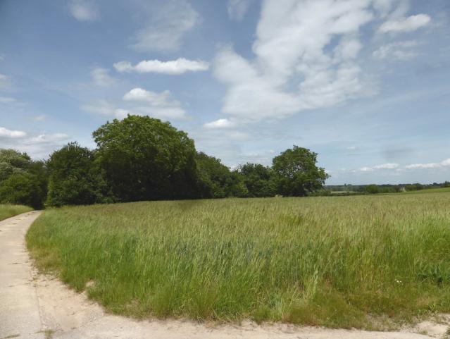 land- und forstwirtschaftlich genutztes Grundstück in Barbelroth - Bild 3