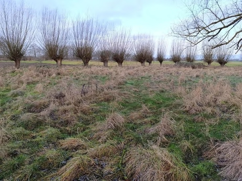 Grünanlage/Fläche der Landwirtschaft in Levenhagen - Bild 2