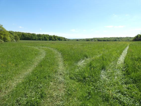 land- und forstwirtschaftlich genutztes Grundstück in Sangerhausen - Bild 1