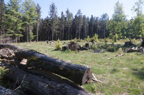 land- und forstwirtschaftlich genutztes Grundstück in Schönsee - Bild 1