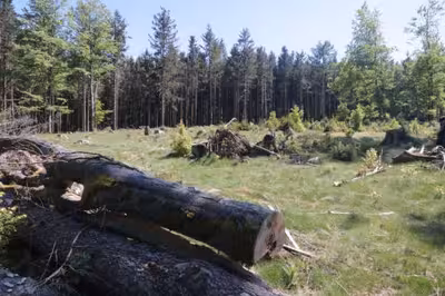 land- und forstwirtschaftlich genutztes Grundstück in Bügellohe, 92539 Schönsee - Bild 1