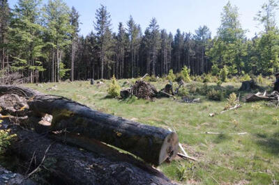 land- und forstwirtschaftlich genutztes Grundstück in Bügellohe, 92539 Schönsee - Bild 1