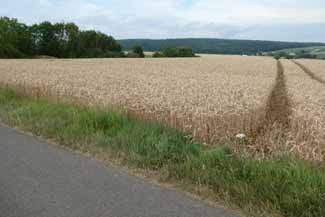 Landwirtschaftsfläche Ackerland in Dettelbach - Bild 4