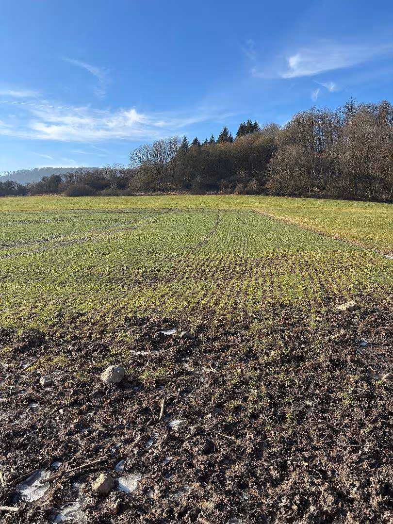land- und forstwirtschaftlich genutztes Grundstück in Schauenburg - Bild 2