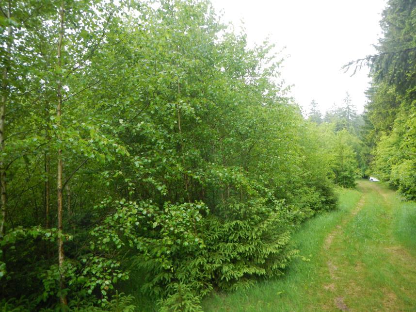 Waldgrundstück in Oberdachstetten - Bild 3