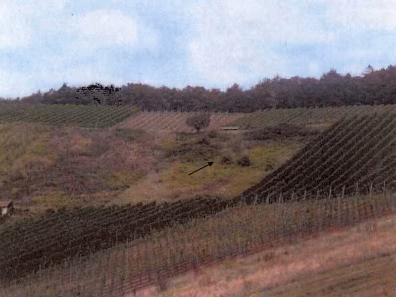 Brache Weinbergfläche in Erlenbach - Bild 2
