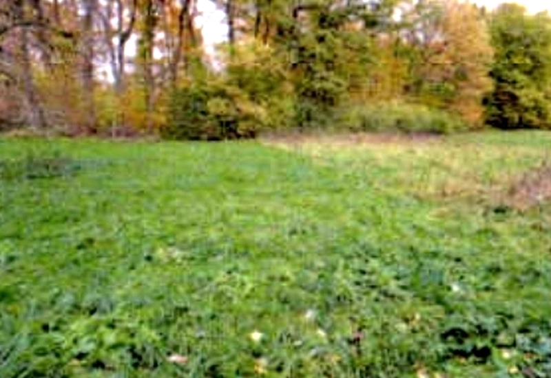 Landwirtschafts-/Waldflächen in Gomaringen - Bild 2