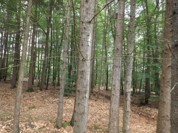 Forstwirtschaftsfläche, ehem. Steinbruch in Pfalzpaint - Bild 4