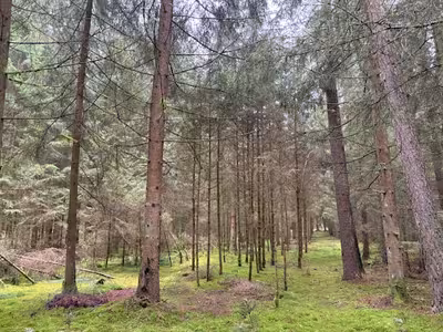 Waldgrundstück in Gemarkung Oberschambach Fl-Nr. 1138, 93345 Hausen - Bild 2